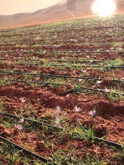 Safran en pistils 3 champs de crocus