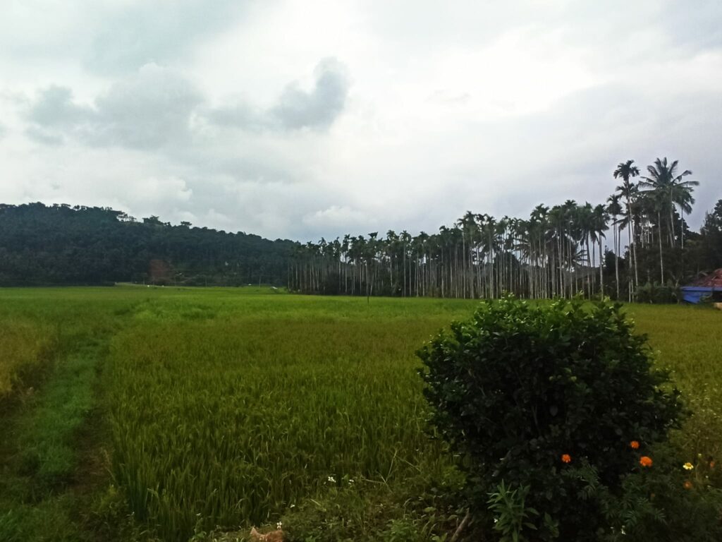 Graines de coriandre 6 Paysage en Inde