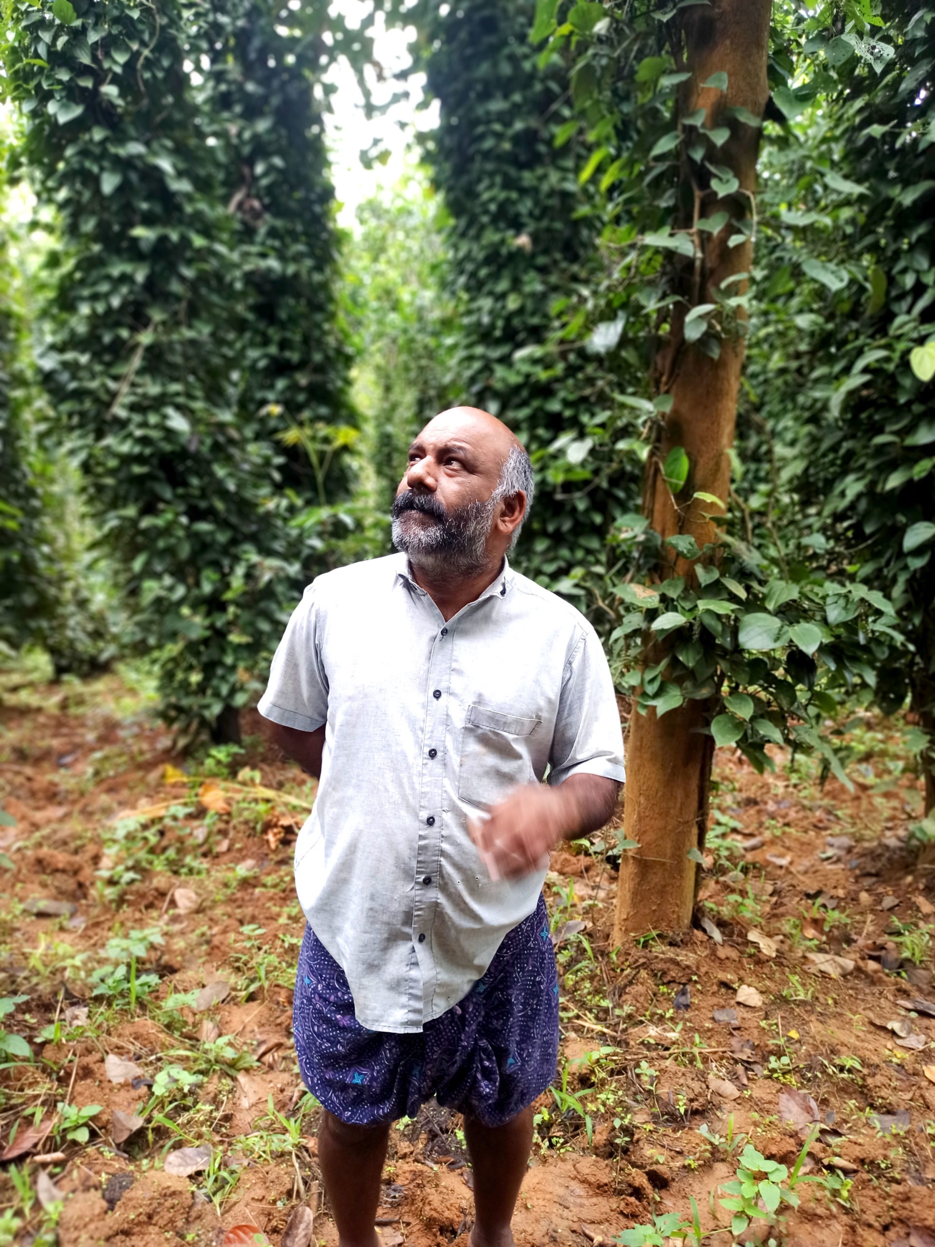 Poivre noir de Tellicherry TGSEB 4 Fermier poivre du Kerala