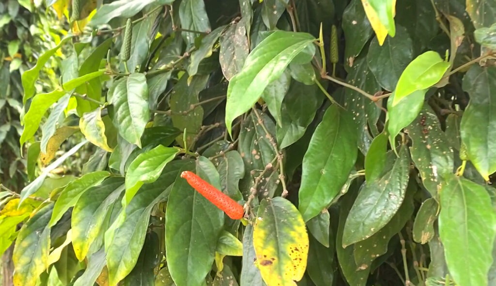 Poivre long de Java 6 Poivre long plante