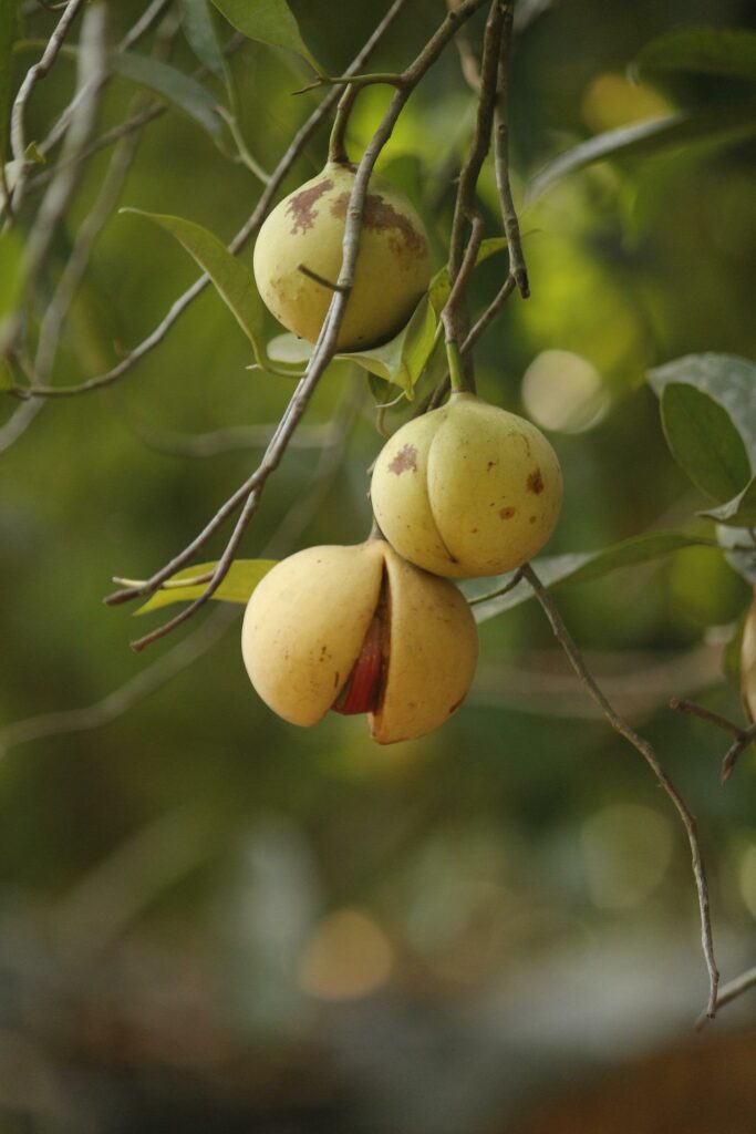 Noix de Muscade en poudre 5 Fruit de la muscade