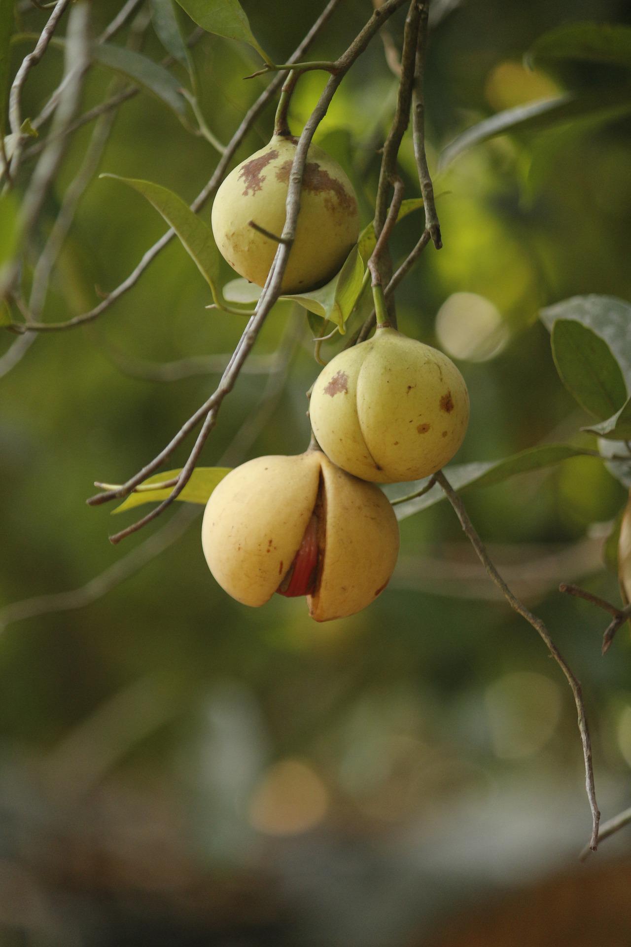 Noix de Muscade en poudre 2 Fruit de la muscade