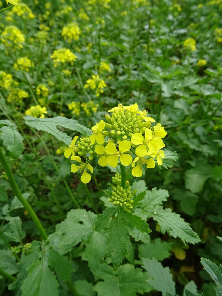 Graines de moutarde jaune 6 Fleur de moutarde