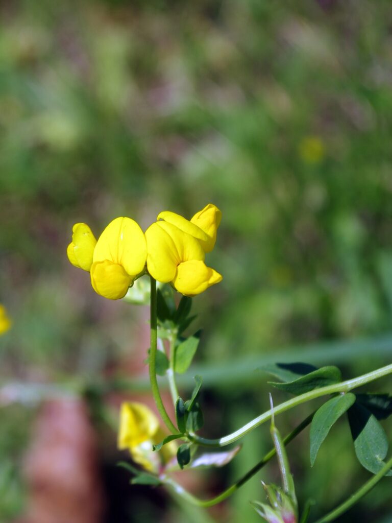Graines de fenugrec 6 Fleur de fenugrec
