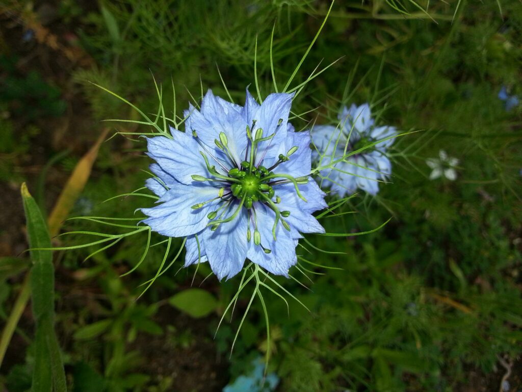 Graines de nigelle 5 Fleur de nigelle