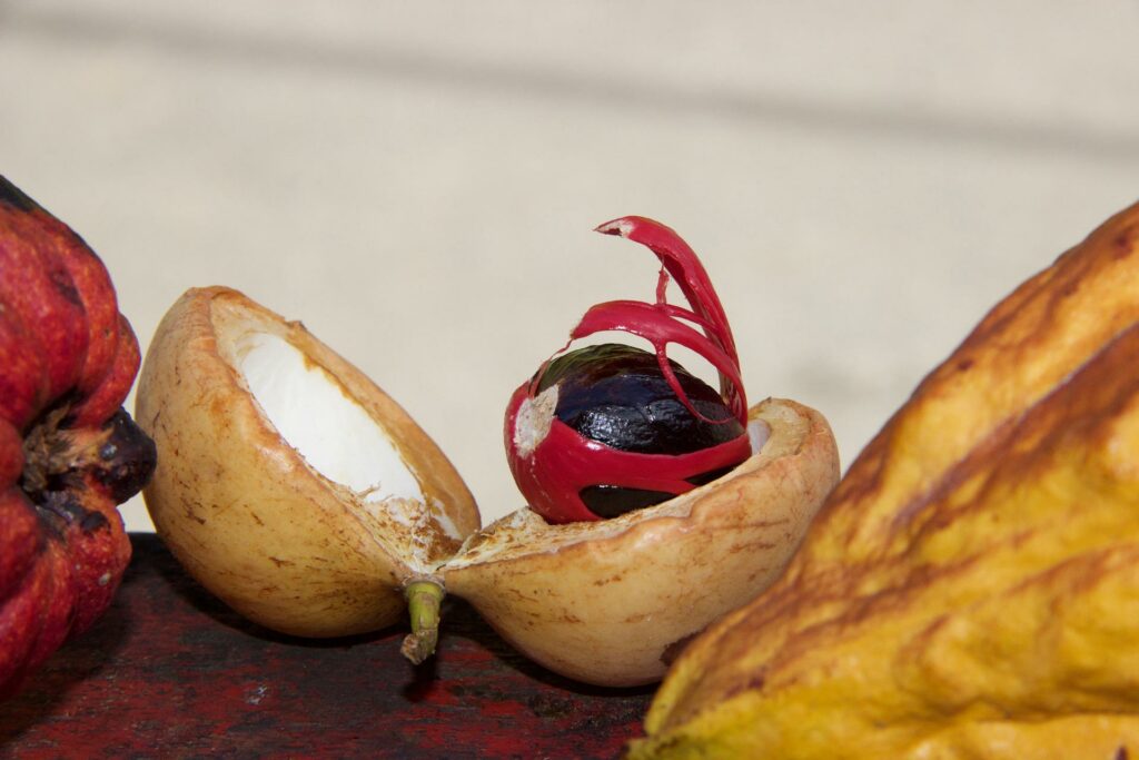 Macis |
