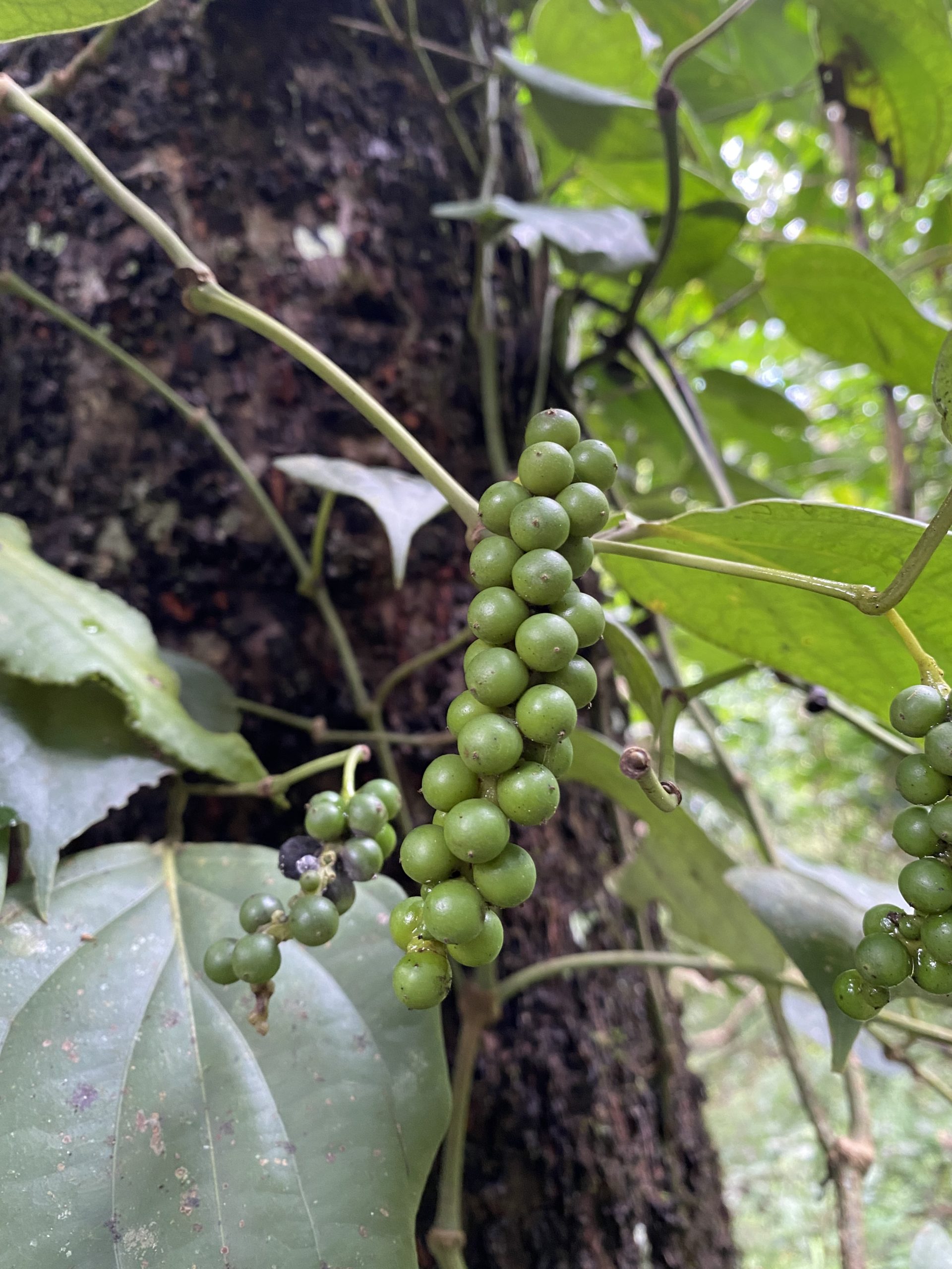 Poivre blanc de Malabar 3 Poivre indien