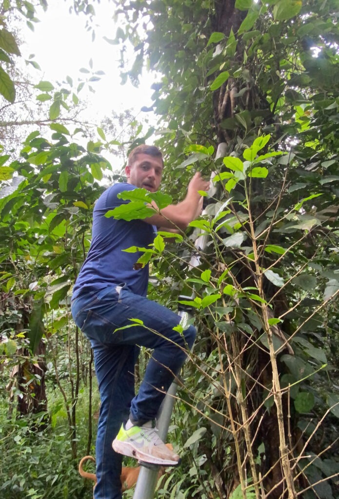 Poivre sauvage de Madagascar, Voatsiperifery 6 Cueillette de poivre sauvage