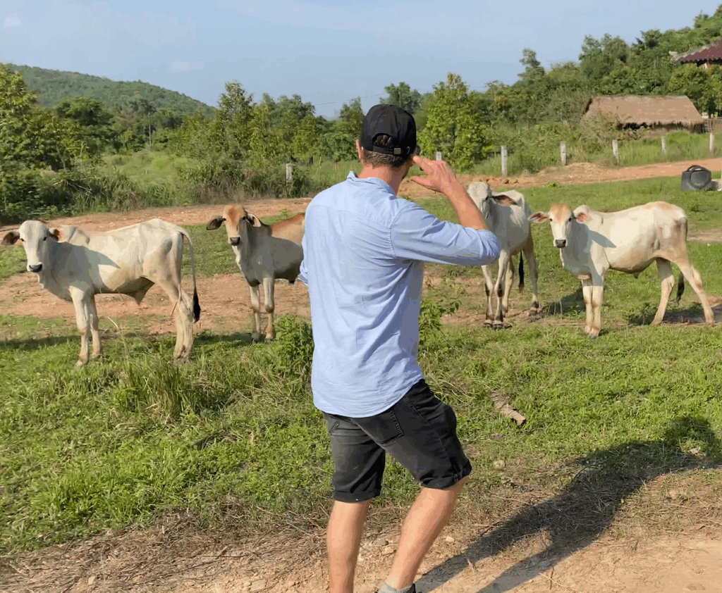 Poivre de Timut, (Baie de Timur) 6 Elie et les vaches
