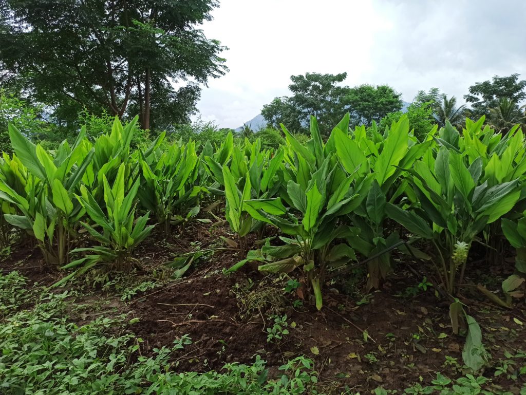 Curcuma en poudre 5 Plantation de Curcuma