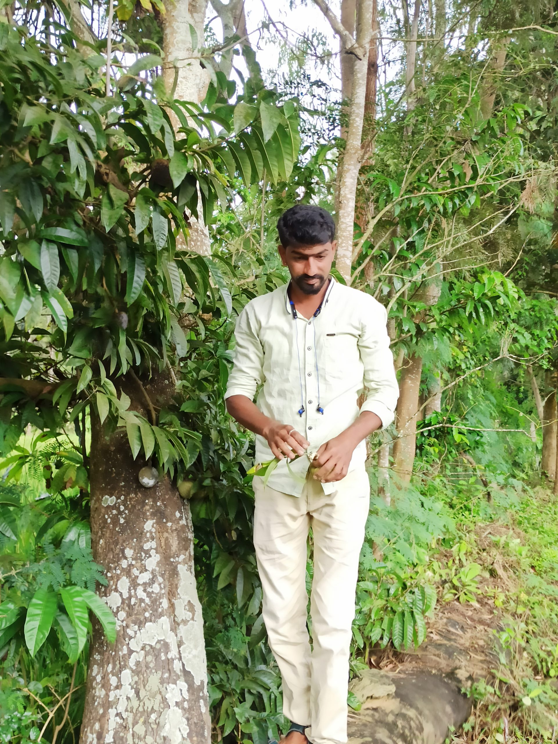 Graines de moutarde jaune 3 Producteur amchur mangue verte séchée