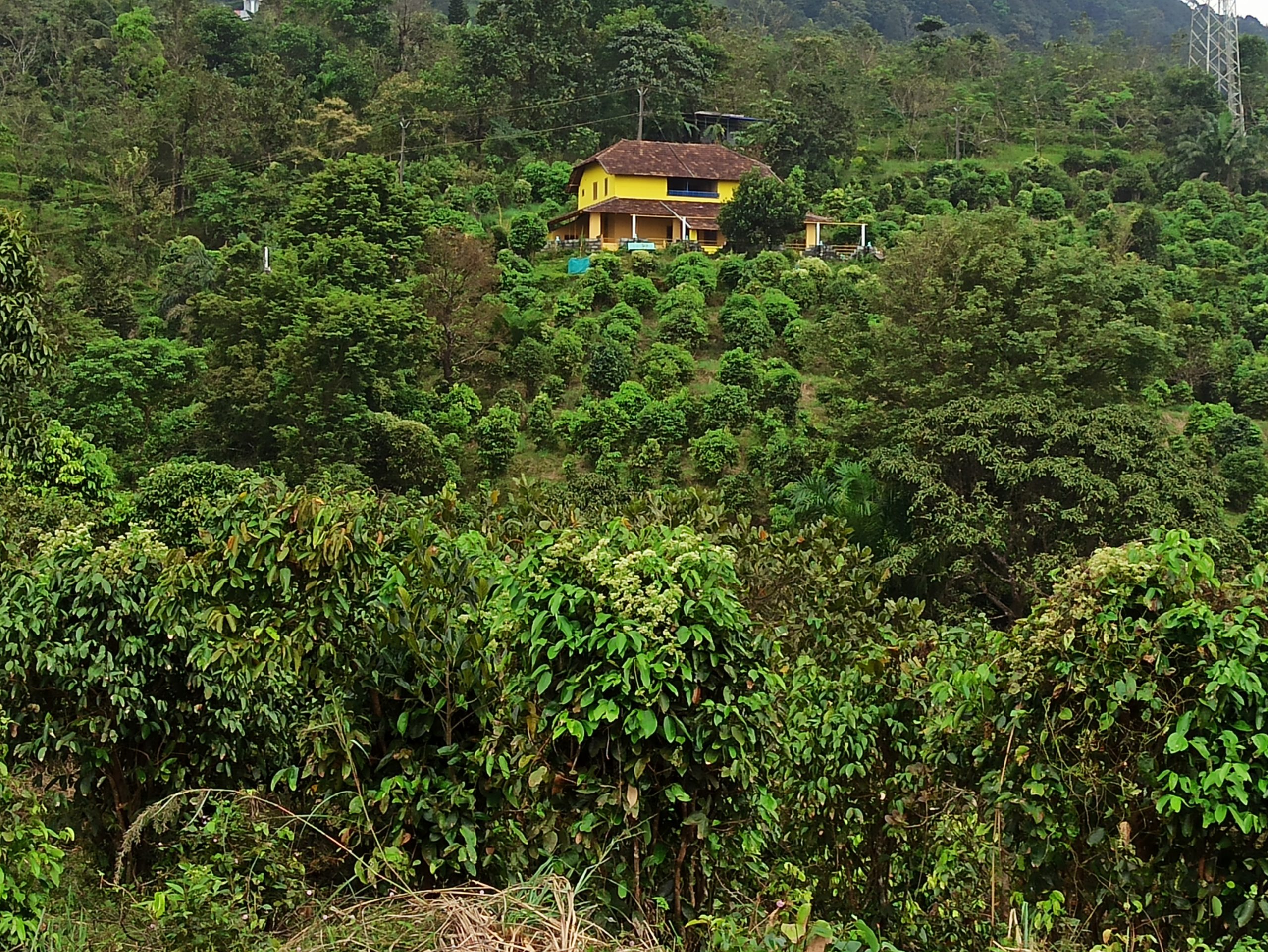 Badiane, (ou anis étoilé) 3 Plantation