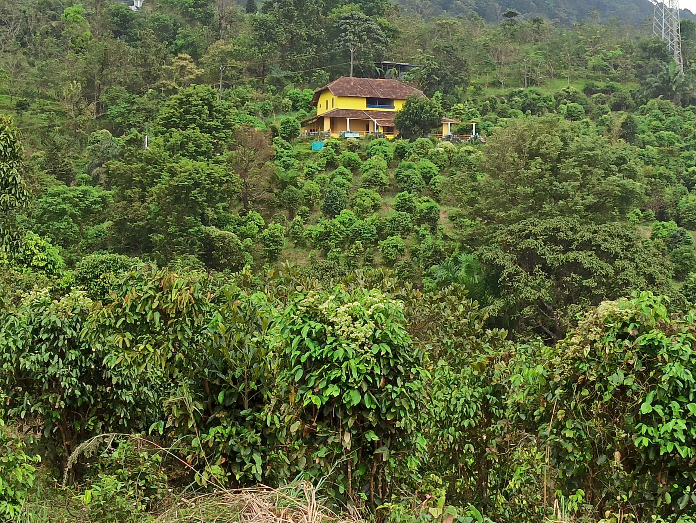 Cannelle de Ceylan 4 Plantation