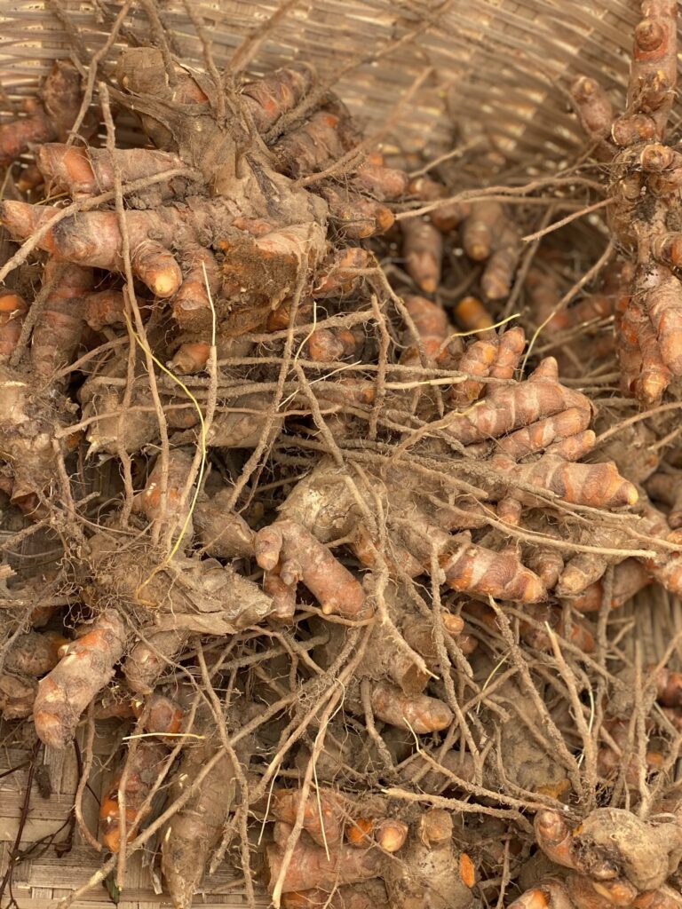 Curcuma gourmet 5 Curcuma en racine