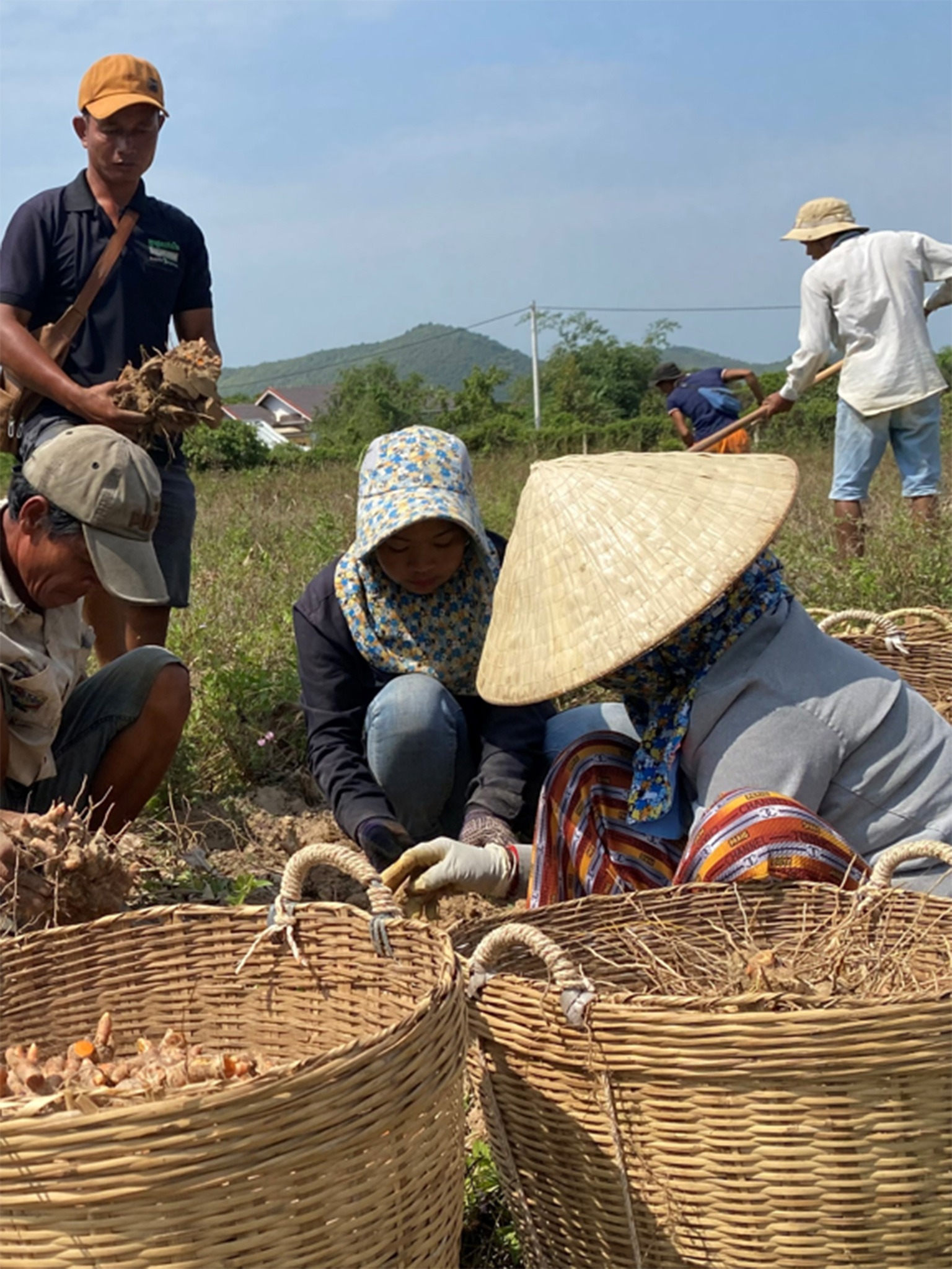 Curcuma gourmet 3 Travailleurs dans les champs de curcuma