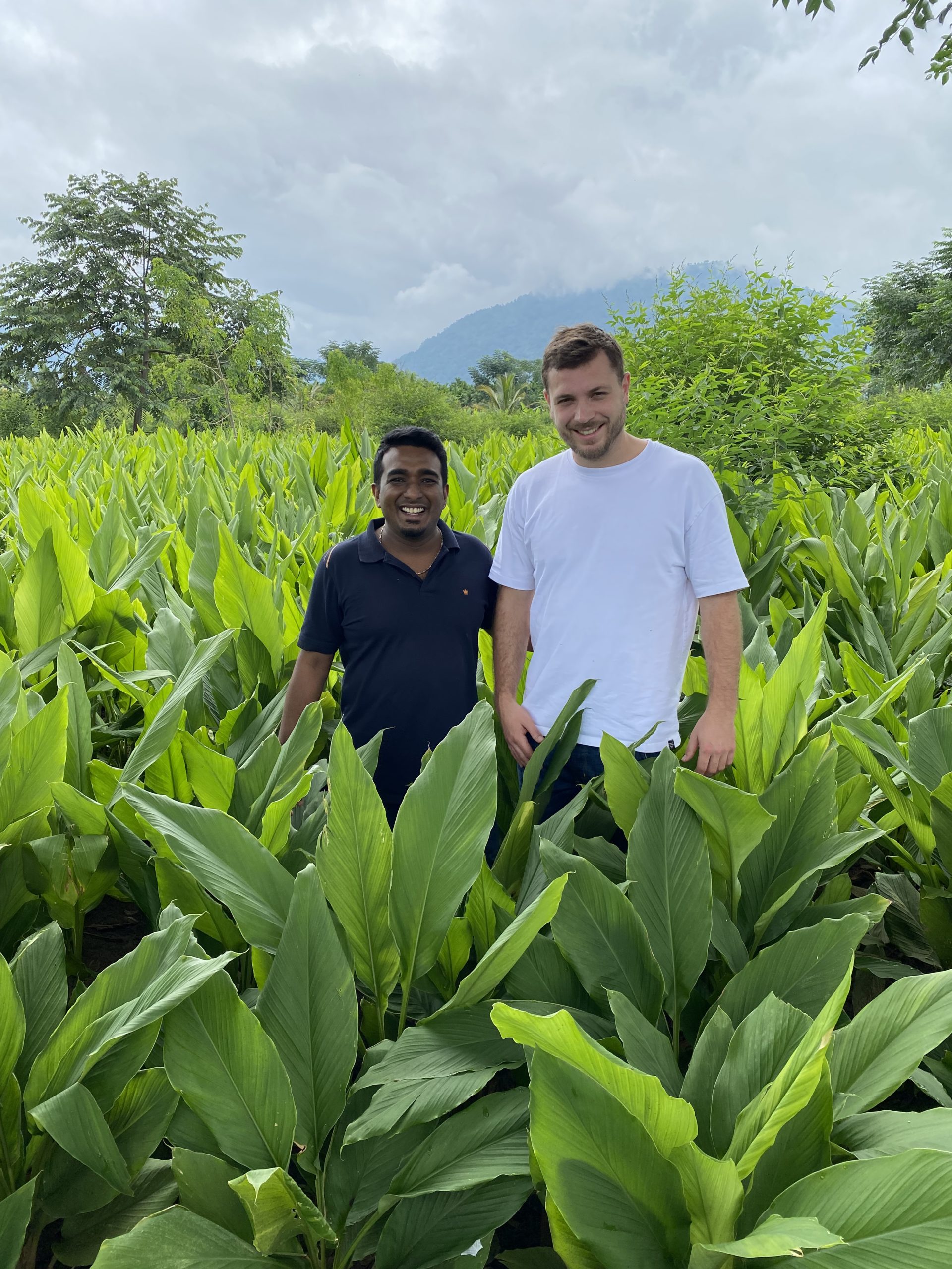 Curcuma en poudre 4 Elie et Shajin dans les champs de curcuma