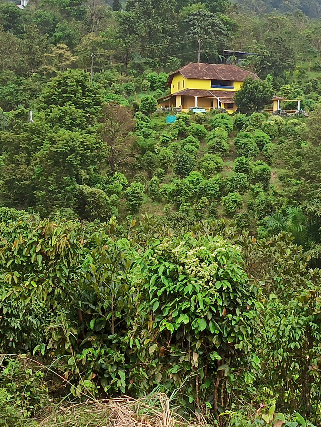 Graines de lin 3 Plantation
