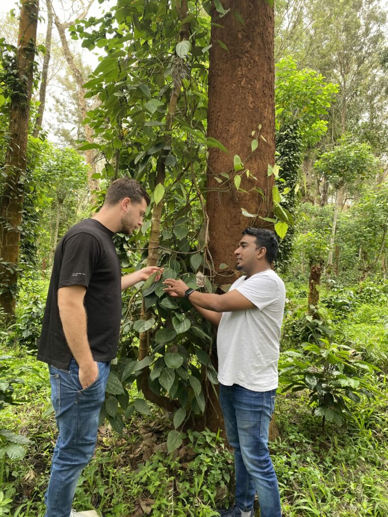 Découverte d’un poivre rare et exceptionnel au Kerala | Voyages