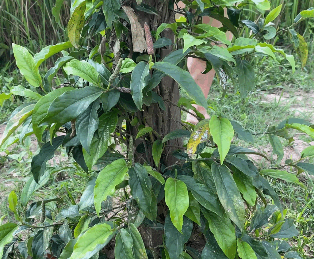 Poivre long de Kampot IGP frais au sel 7 Poivre long frais plantation