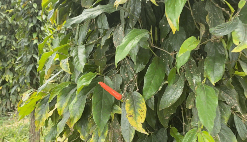 Poivre long de Kampot IGP frais au sel 5 Poivre long plante