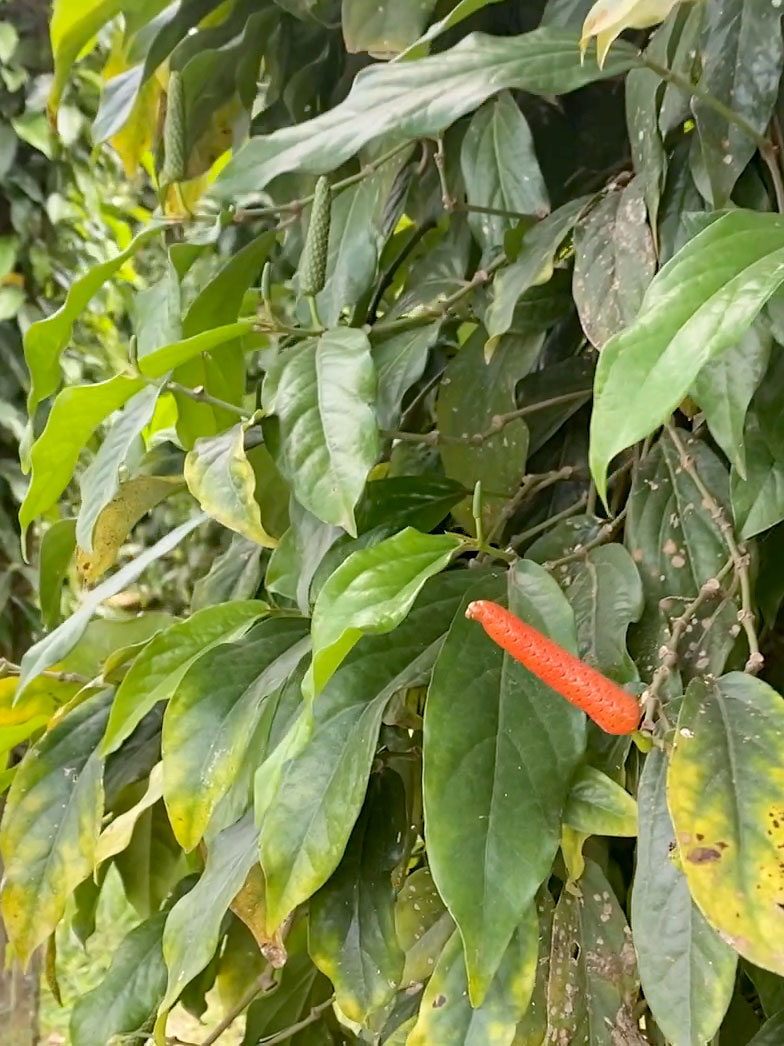 Poivre long de Kampot IGP frais au sel 2 Poivre long au sel plante