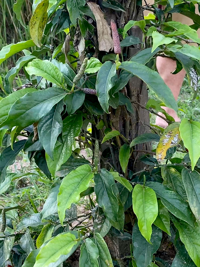 Poivre long de Kampot IGP frais au sel 3 Poivre long plante