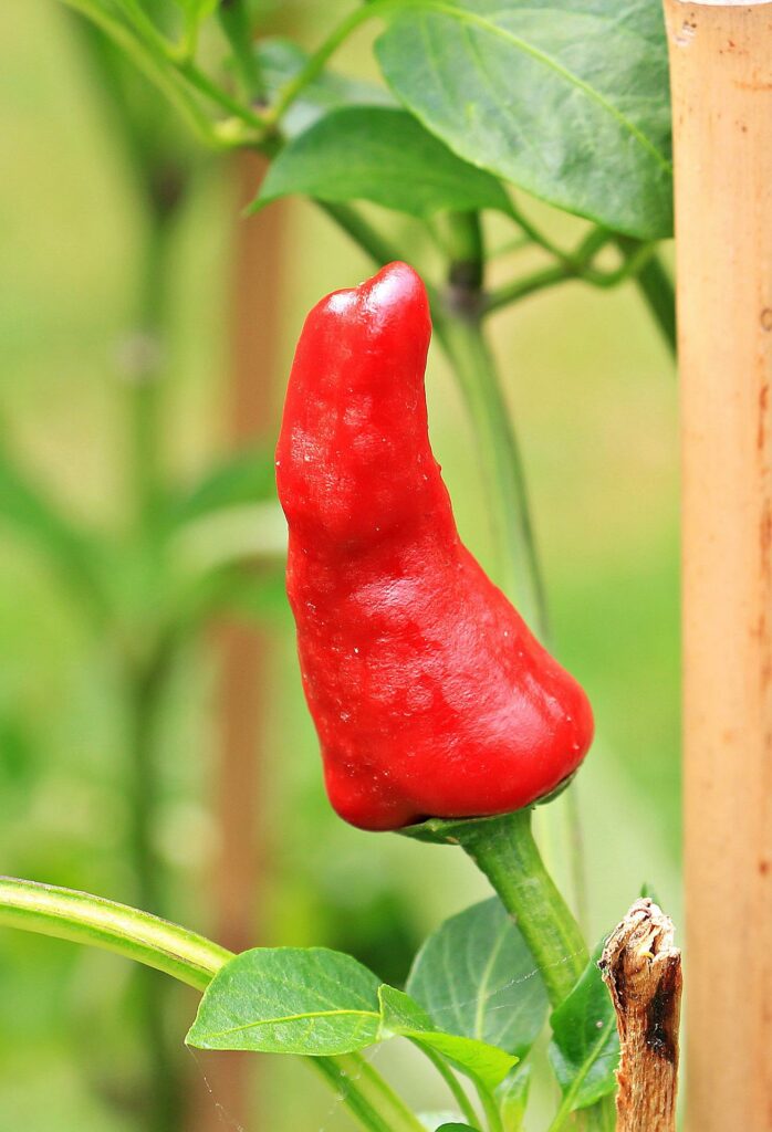 Paprika doux 4 Plant de paprika