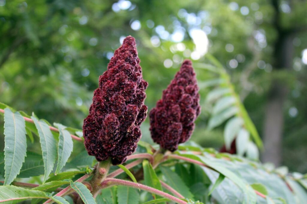 Sumac |