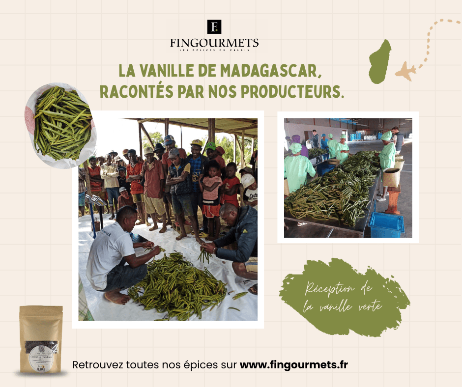 La vanille de Madagascar : un voyage au cœur des saveurs authentiques | Voyages